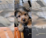 Small #3 Yorkshire Terrier