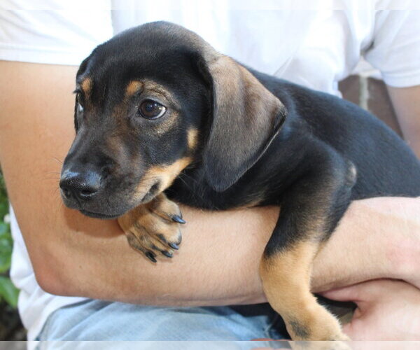 Medium Photo #4 Labrador Retriever-Unknown Mix Puppy For Sale in Prattville, AL, USA