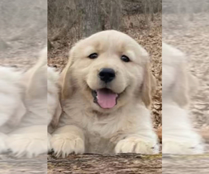 Golden Retriever Puppy for sale in DEFIANCE, MO, USA