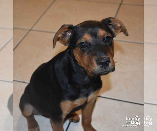 Medium Photo #8 Labrador Retriever-Unknown Mix Puppy For Sale in Washington, DC, USA