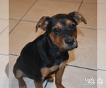 Small Photo #8 Labrador Retriever-Unknown Mix Puppy For Sale in Washington, DC, USA