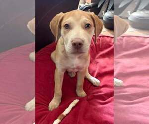 Zev - Male Golden Labrador Dog for Adoption - Photo #3