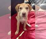 Small Photo #3 Golden Labrador Puppy For Sale in Cave Creek, AZ, USA