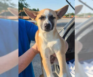 Chi-Corgi Dogs for adoption in Mt. Laurel, NJ, USA