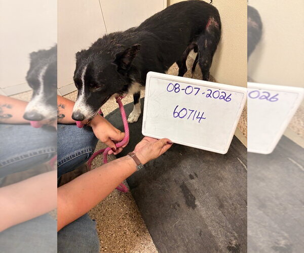 Medium Photo #2 Border Collie Puppy For Sale in Great Bend, KS, USA