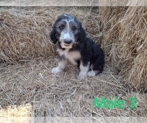 F2 Aussiedoodle Puppy for sale in YACOLT, WA, USA
