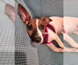 Beagle Dogs for adoption in Parker Ford, PA, USA