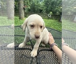 Small #9 Labrador Retriever