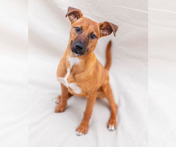 Medium Photo #4 Labrador Retriever-Unknown Mix Puppy For Sale in Canton, CT, USA