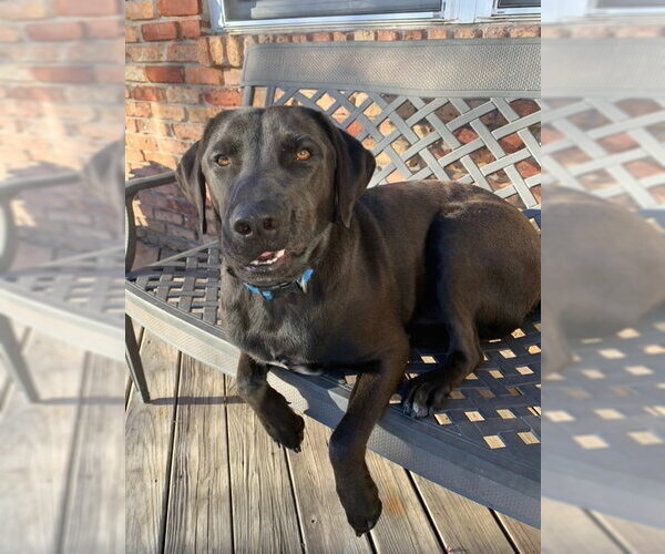 Medium Photo #21 Chocolate Labrador retriever-Labrador Retriever Mix Puppy For Sale in Houston, TX, USA