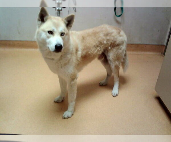 Medium Photo #1 Siberian Husky-Unknown Mix Puppy For Sale in Martinez, CA, USA