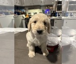 Puppy Pink Ribbon Goldendoodle