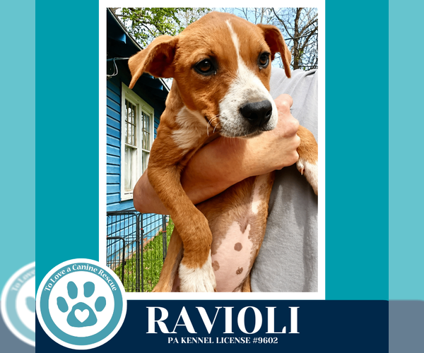 Medium Photo #4 Boxer-Unknown Mix Puppy For Sale in Kimberton, PA, USA