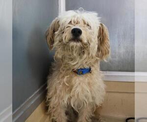 Mutt Dogs for adoption in San Antonio, TX, USA