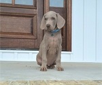 Puppy Bennett Weimaraner