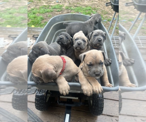 Medium Photo #1 Cane Corso Puppy For Sale in ALEXANDER, AR, USA