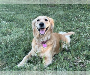 Mother of the Golden Retriever puppies born on 09/21/2025