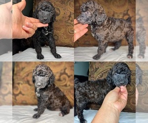 Poodle (Standard) Puppy for sale in BROOKER, FL, USA
