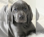 Puppy Lea Weimaraner