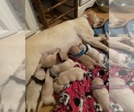 Small Photo #7 Labrador Retriever Puppy For Sale in CULLMAN, AL, USA