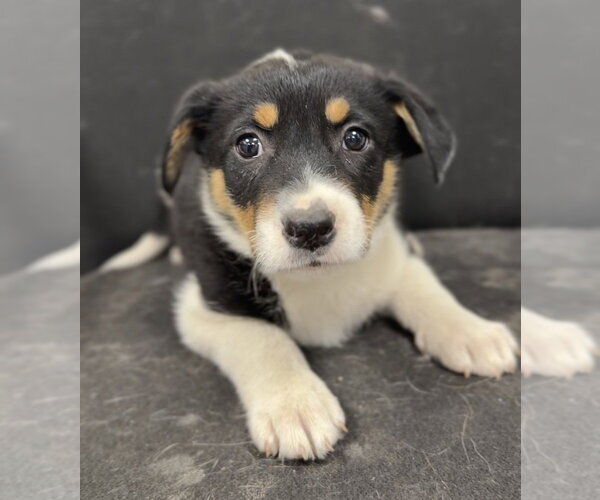Medium Photo #2 Mutt Puppy For Sale in Bemidji, MN, USA