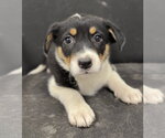 Small #1 Mutt