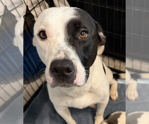 Staffordshire Bull Terrier-Unknown Mix Dogs for adoption in The Woodlands, TX, USA