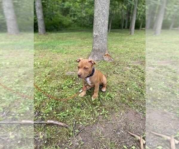 Medium Photo #6 American Bully Puppy For Sale in HILTON, NY, USA
