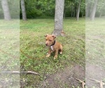 Small Photo #6 American Bully Puppy For Sale in HILTON, NY, USA