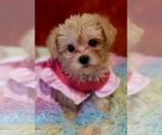 Puppy Snowflake Yorkshire Terrier