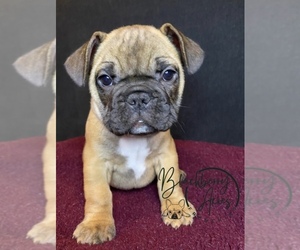 French Bulldog Puppy for sale in MONONA, IA, USA