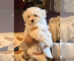 Small #4 Maltese