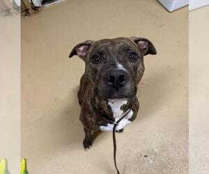 American Pit Bull Terrier Dogs for adoption in Chula Vista, CA, USA