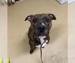 Small American Pit Bull Terrier