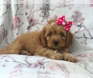 Cocker Spaniel-Poodle (Miniature) Mix Puppy for sale in LAKELAND, FL, USA