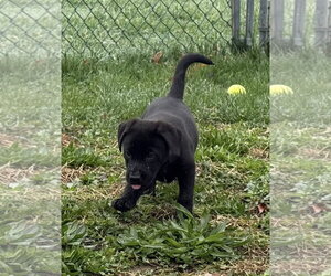 Border Collie-Unknown Mix Dogs for adoption in Landenberg, PA, USA