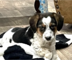 Small Photo #2 Beagle Puppy For Sale in Maple Grove, MN, USA