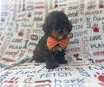 Small #8 Aussiedoodle Miniature 