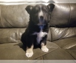 Small Photo #5 Australian Shepherd Puppy For Sale in WILLIAMSBURG, CO, USA