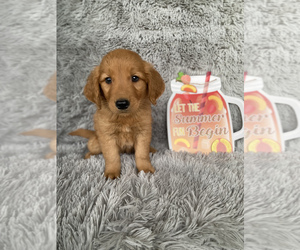 Golden Retriever Puppy for sale in BEECH GROVE, IN, USA
