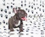 Small Photo #3 French Bulldog Puppy For Sale in BEALLWOOD, GA, USA