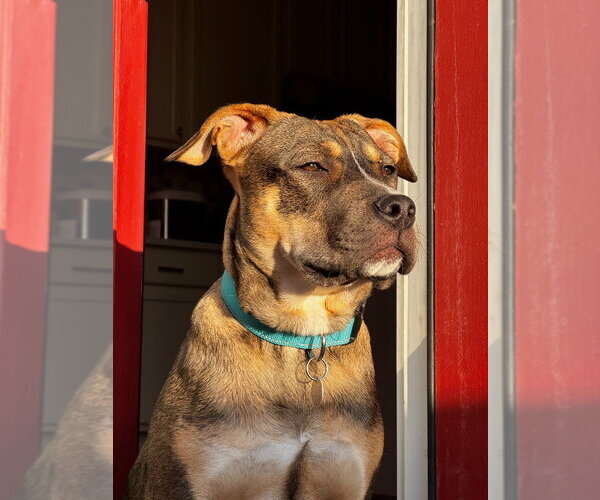 Medium Photo #2 Mutt Puppy For Sale in Salt Lake City, UT, USA