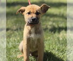 Small #1 Mutt