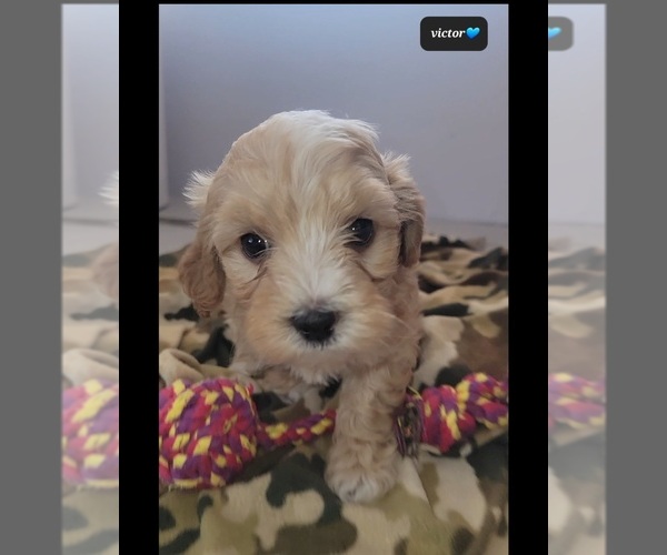 Medium Photo #2 Maltipoo (Toy) Puppy For Sale in TUCSON, AZ, USA