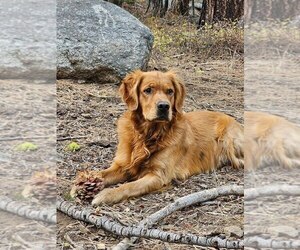 Father of the Golden Retriever puppies born on 06/07/2025