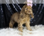 Small Photo #32 Cocker Spaniel Puppy For Sale in WARSAW, IN, USA