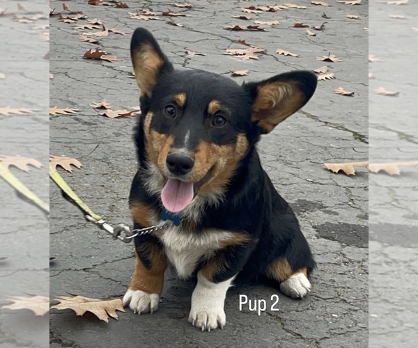 Medium Photo #2 Pembroke Welsh Corgi Puppy For Sale in OAKDALE, CA, USA
