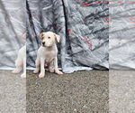 Small #4 American Pit Bull Terrier Mix