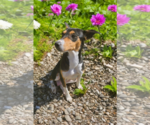 Small #9 Basenji-Rat Terrier Mix