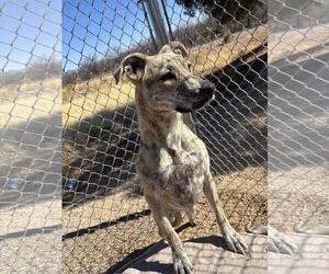 American Staffordshire Terrier-Unknown Mix Dogs for adoption in Chandler, AZ, USA